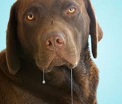 franklin music academy Intrinsic Motivation and its Misappropriation